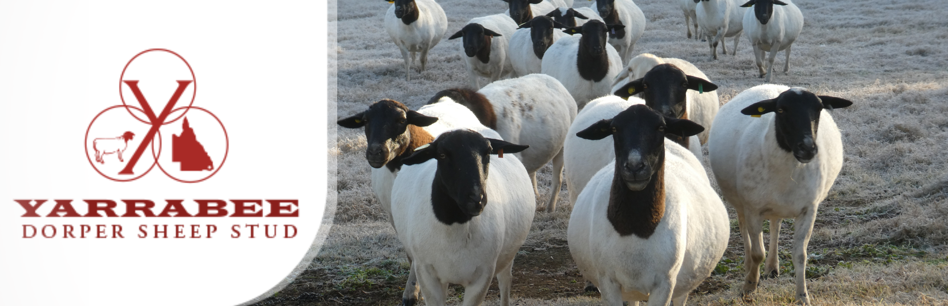 dorper banner 2 (1920 × 620px)