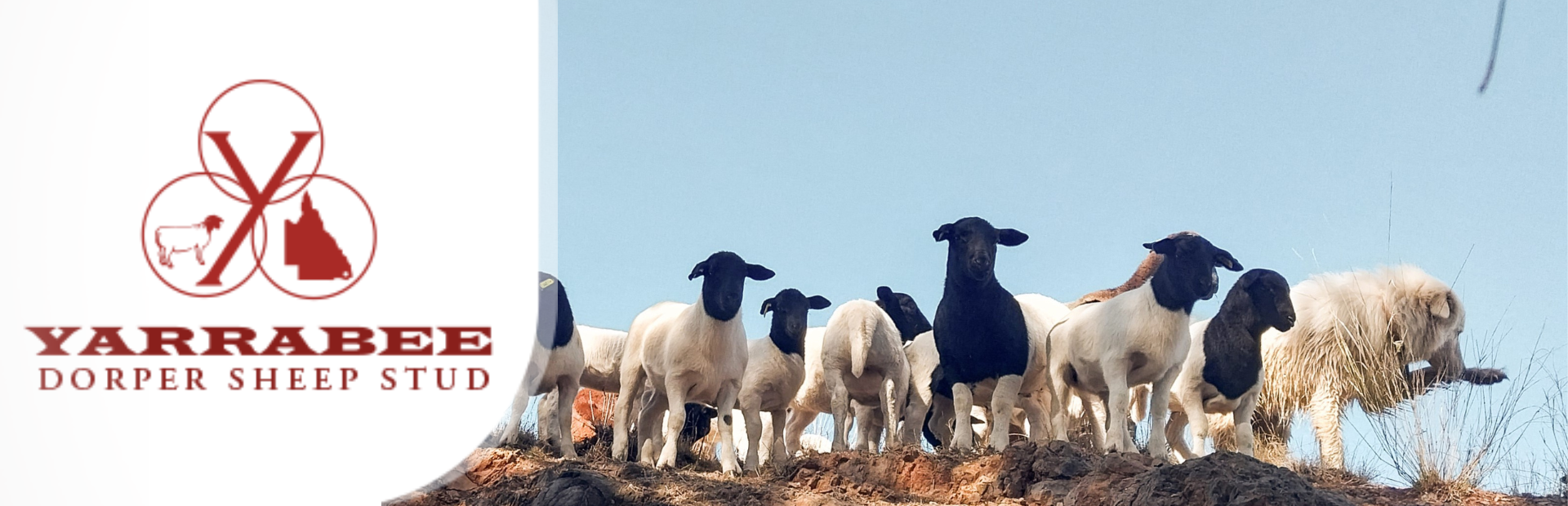 dorper banner 3 (1920 × 620px) (3)