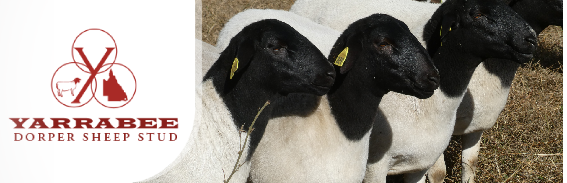 dorper banner 3 (1920 × 620px) (4)