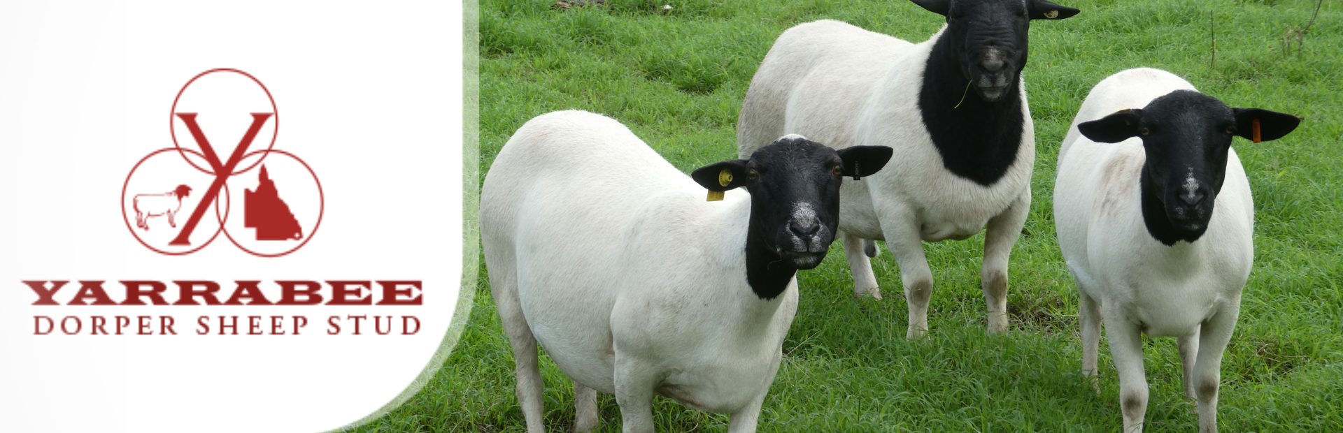 dorper banner 3 (1920 × 620px) (5)